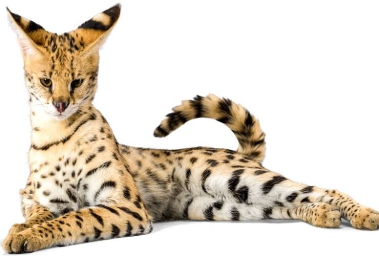 Serval sitting with longest legs and largest ears posture
