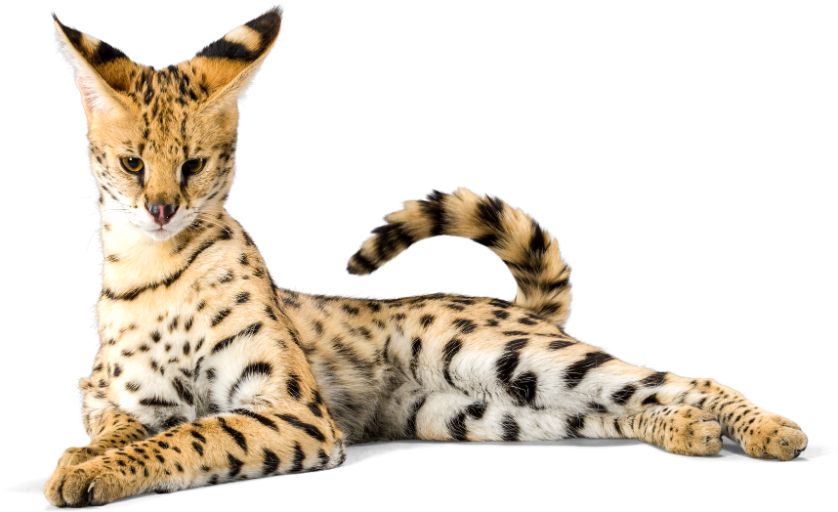 Serval sitting with longest legs and largest ears posture