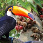 Toucans sitting on Fig Trees