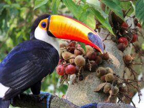 Toucans sitting on Fig Trees