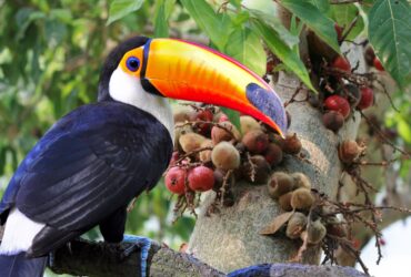 Toucans sitting on Fig Trees