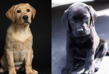 English american Lab Puppies