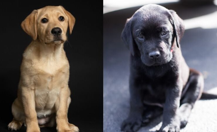 English american Lab Puppies