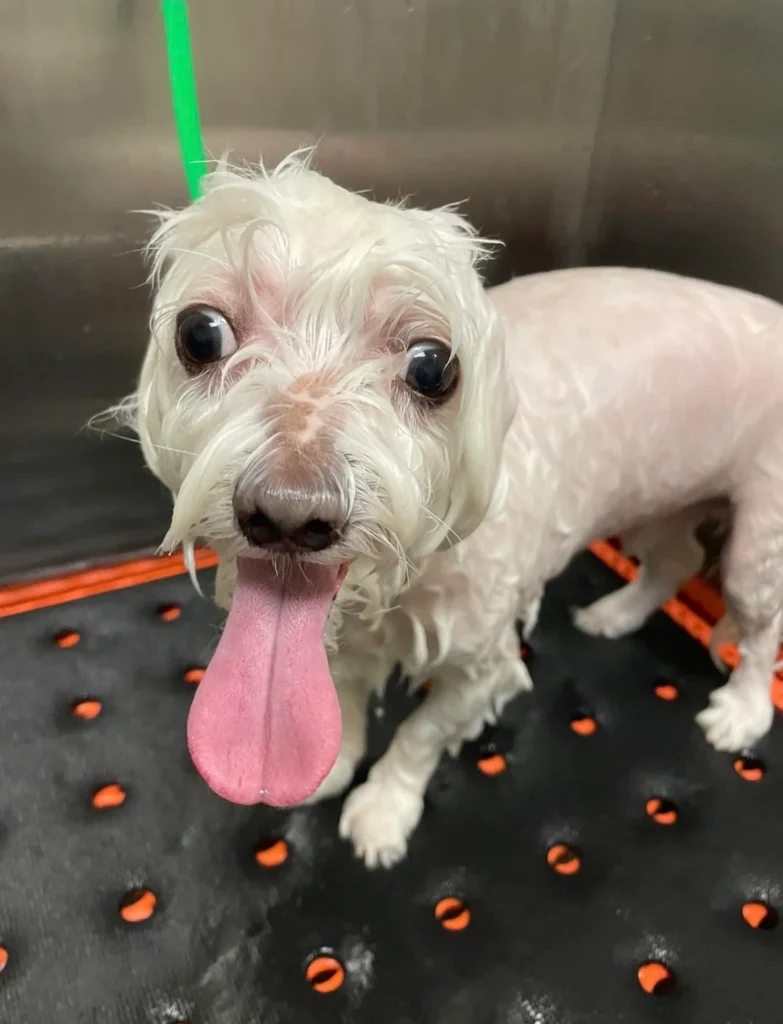 Weird funny image of a wet dog with wide eyes and tongue out during grooming — strange and funny animal picture with hilarious expression.