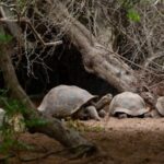 What Do Gopher Tortoises Eat - Source pexels.com