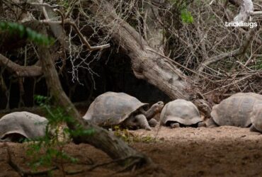 What Do Gopher Tortoises Eat - Source pexels.com