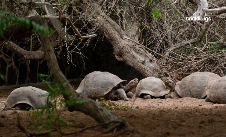 What Do Gopher Tortoises Eat - Source pexels.com