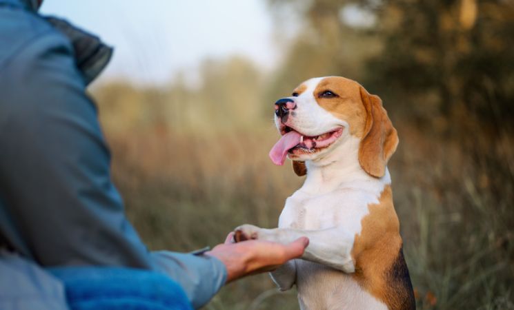 Dog training