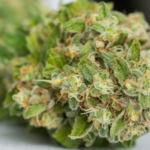 THCA Flower