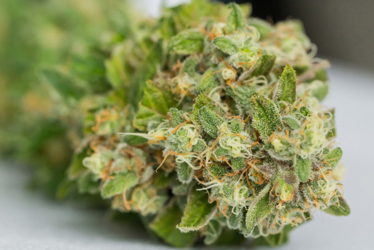 THCA Flower