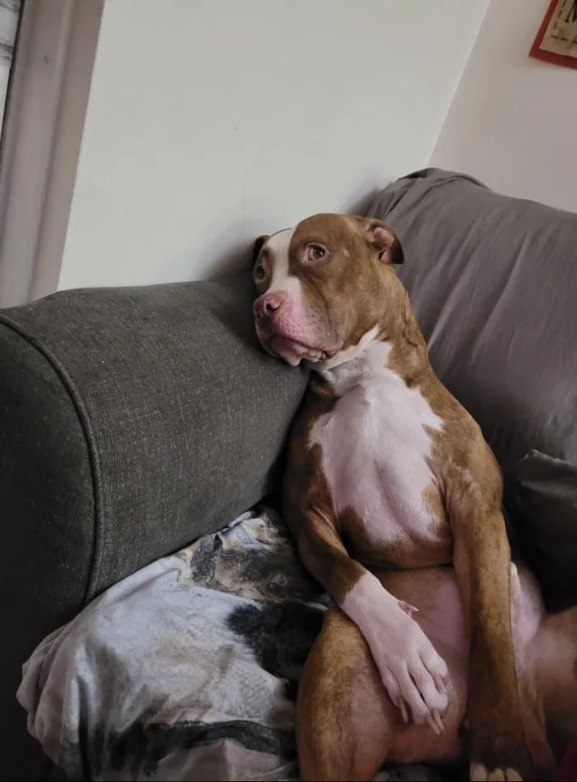 brown and white dog slumped on a couch, staring into the void like he’s overthinking life choices