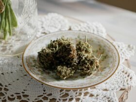 Close-up of CBD cannabis buds on a white plate