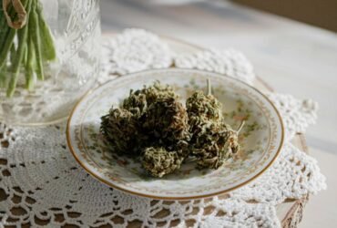 Close-up of CBD cannabis buds on a white plate