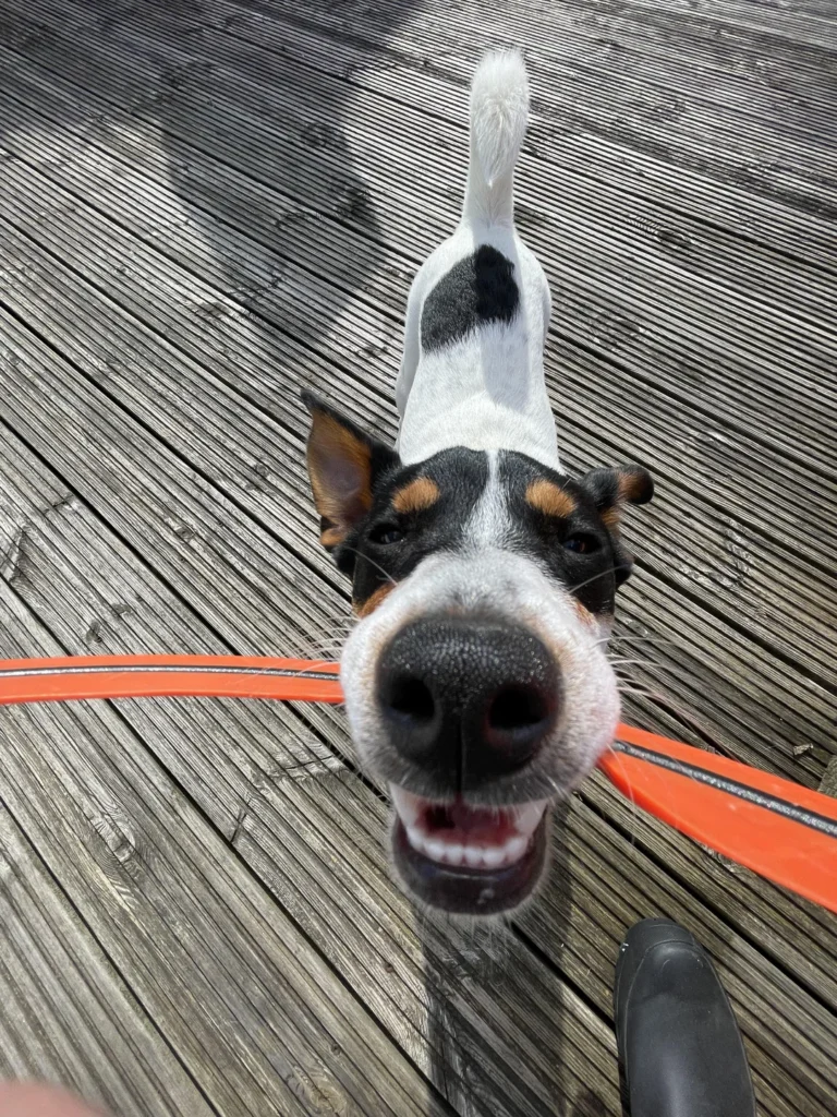 close-up photo of playful dog holding toy with exaggerated nose from camera angle