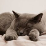 do cats spent 75 of their life time in sleep_