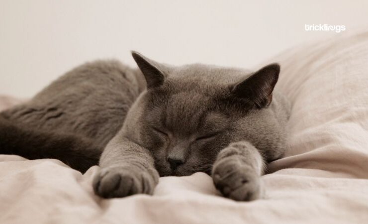 do cats spent 75 of their life time in sleep_