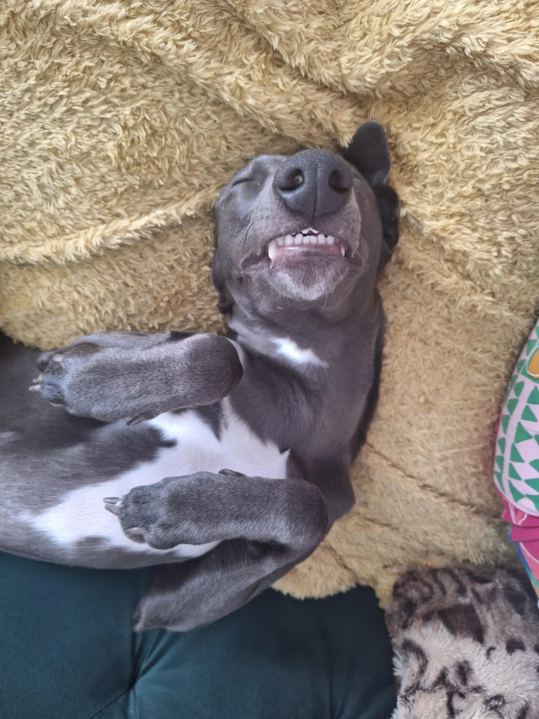 dog lying on back with paws curled and smiling in deep sleep
