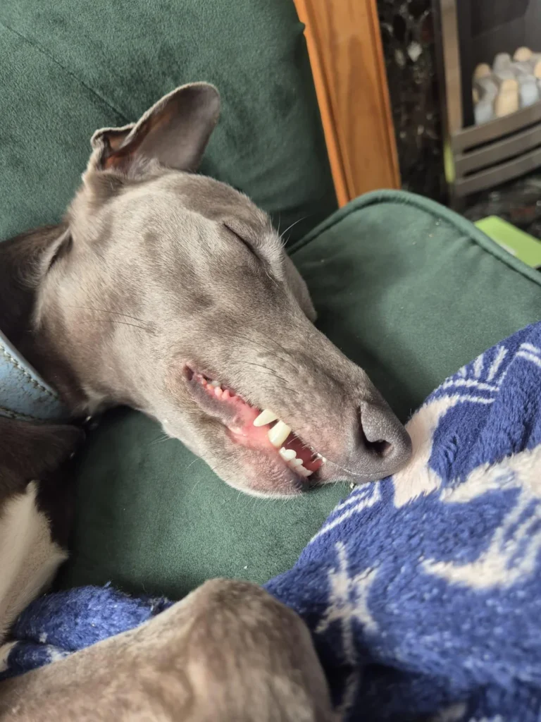 dog sleeping on couch with teeth showing slightly, looking completely relaxed