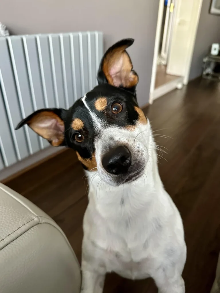 dog tilting head with curious expression while looking directly at camera