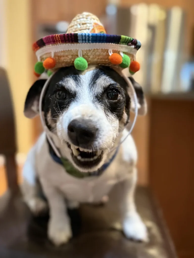 dog with black-and-white fur wearing a colorful mini sombrero and showing teeth in a playful snarl