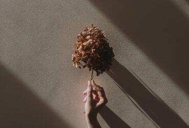 female hand holding dried hydrangea flower over tan beige wall with aesthetic sunlight shadow