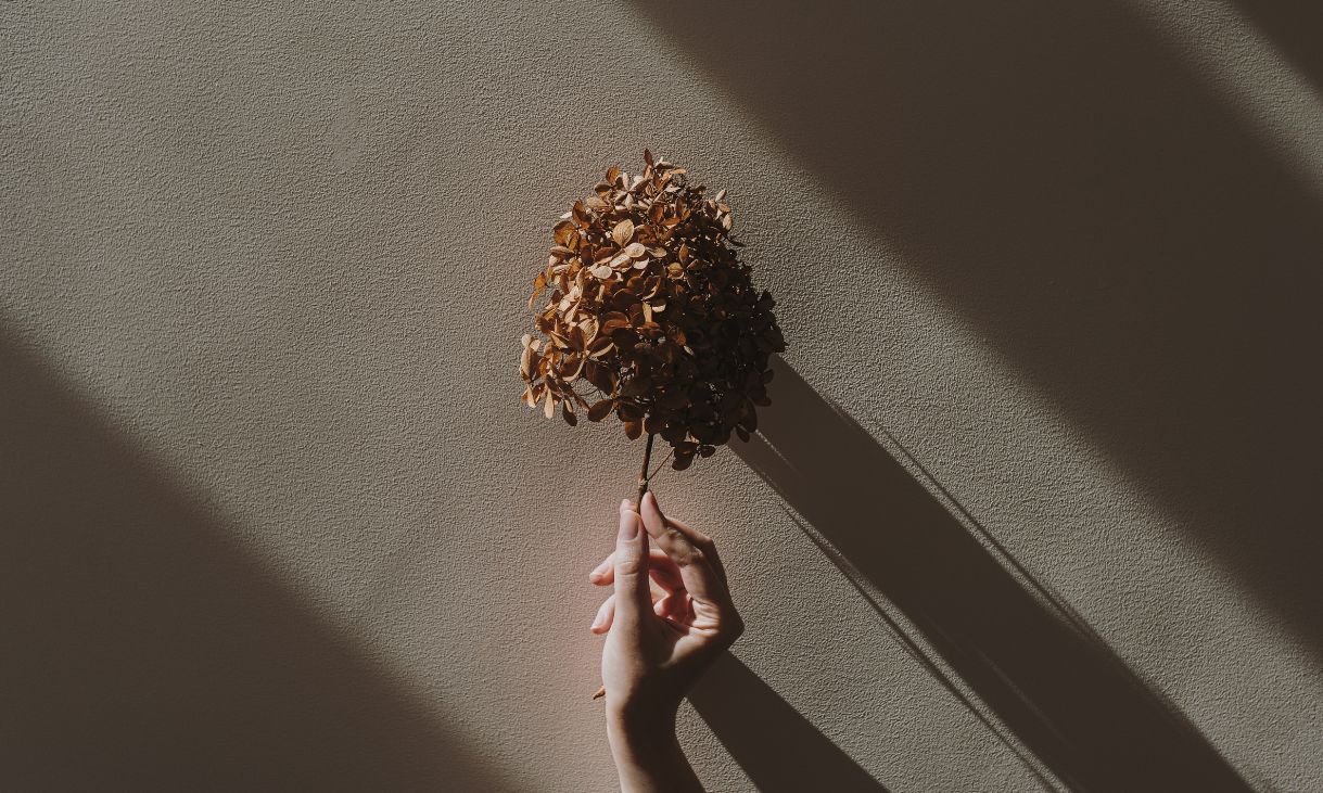 female hand holding dried hydrangea flower over tan beige wall with aesthetic sunlight shadow