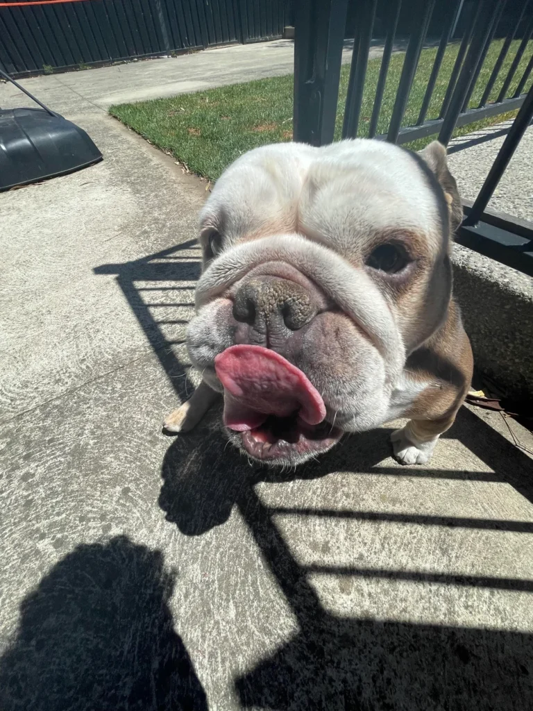 funny bulldog with tongue dramatically out, basking in the sun on a sidewalk