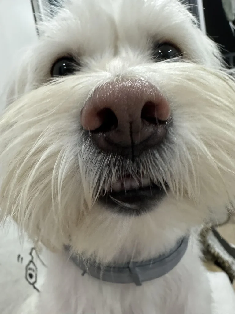 funny close-up of a fluffy white dog’s nose and mouth, looking unintentionally dramatic