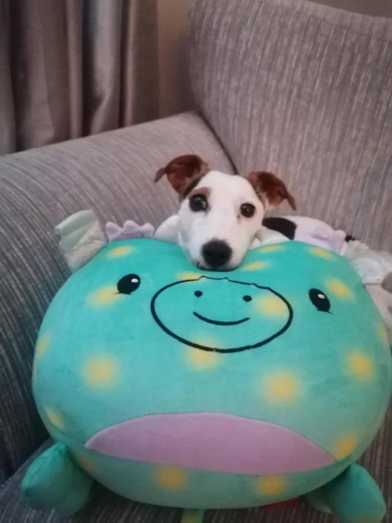 jack russell’s head resting on a giant teal plush toy with matching expressions