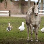 Horse Duck debate - one horse-sized duck vs 100 duck-sized horses