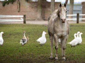 Horse Duck debate - one horse-sized duck vs 100 duck-sized horses