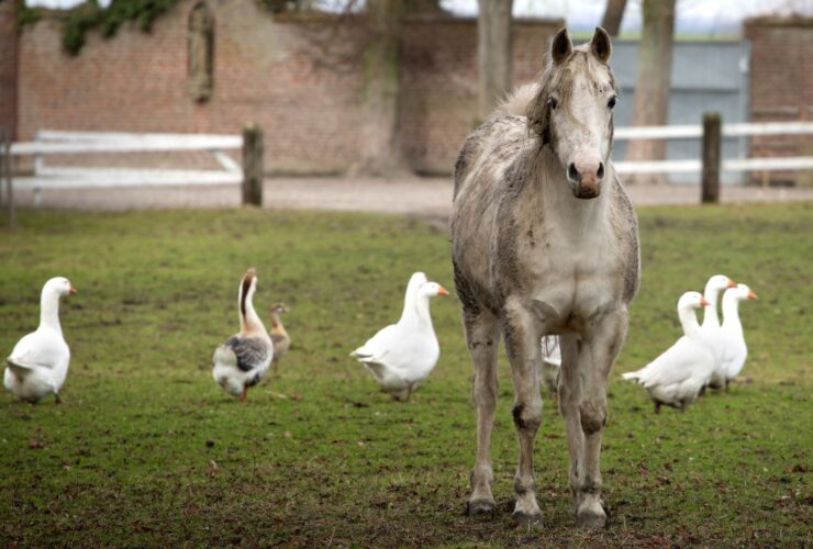 Horse Duck debate - one horse-sized duck vs 100 duck-sized horses