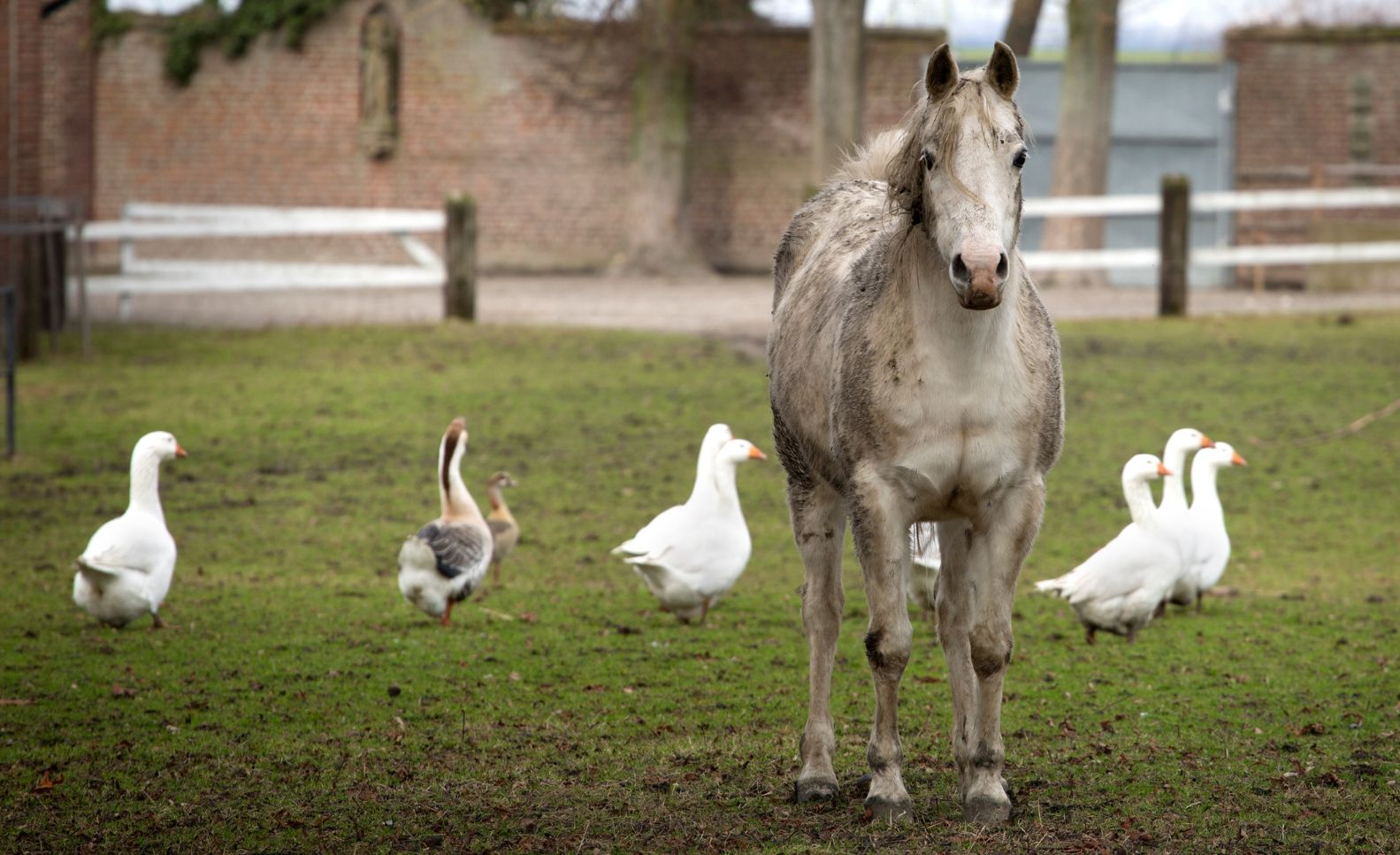 Horse Duck debate - one horse-sized duck vs 100 duck-sized horses