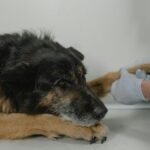 Person gently holding a dog’s paw in a comforting gesture