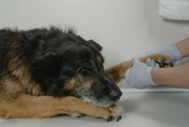 Person gently holding a dog’s paw in a comforting gesture