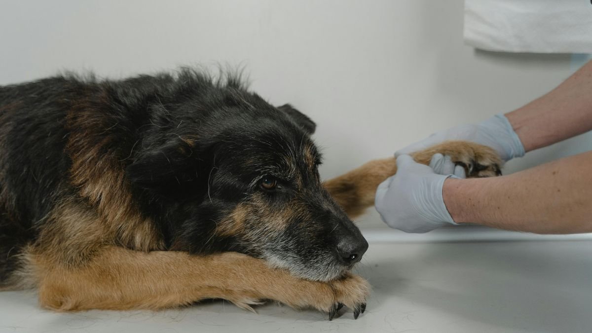 Person gently holding a dog’s paw in a comforting gesture