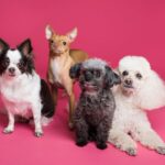 Four different puppies on a pink surface and background.