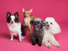 Four different puppies on a pink surface and background.