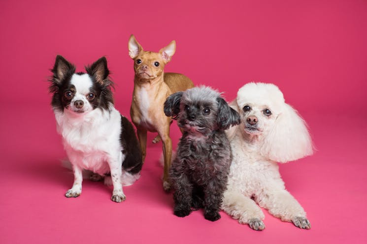 Four different puppies on a pink surface and background.