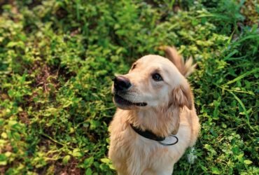 Close-up of a happy dog relaxing at home