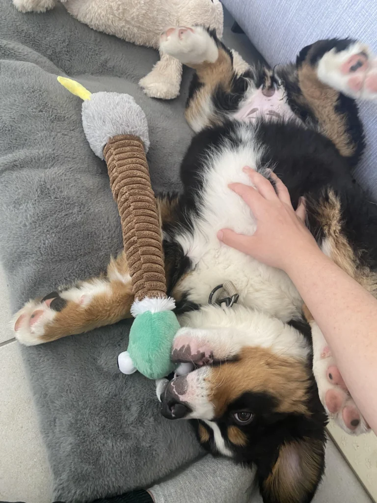 puppy laying on back with toy in mouth while getting belly rub