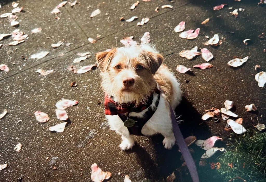 shaggy dog in red plaid bandana sitting on a sidewalk covered with pink flower petals, looking up softly at the camera