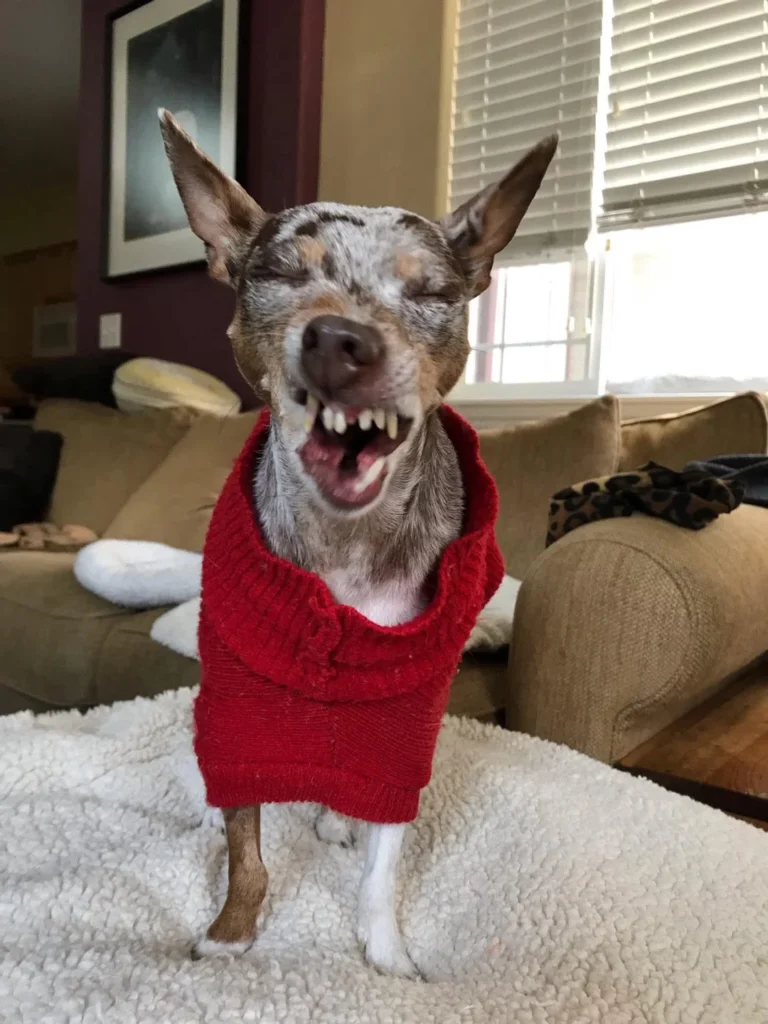 small dog in red sweater mid-sneeze or yawn with eyes shut and teeth out, looking like a goblin