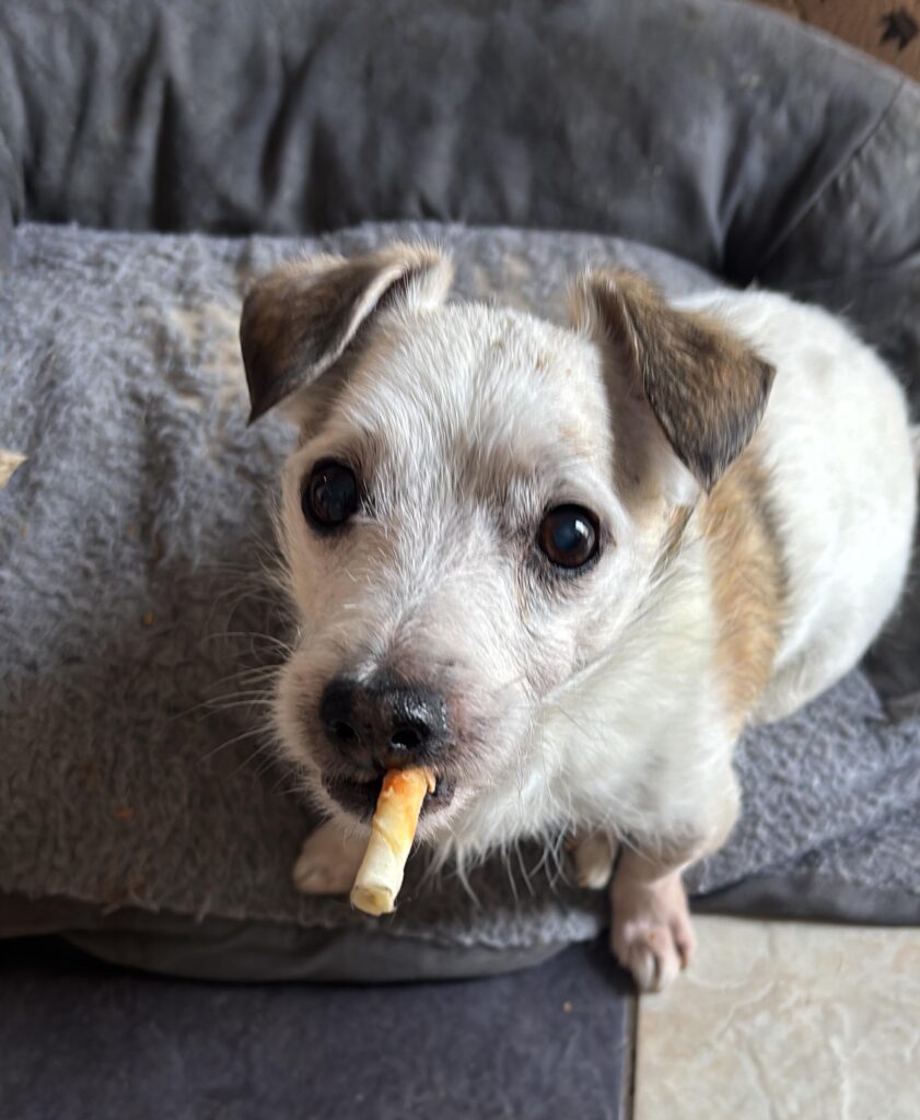 small dog with treat stick hanging from mouth like a cigarette, looking serious