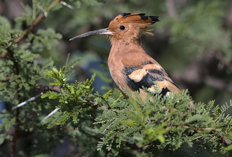 African hoopoe perched in its natural habitat during early bird activity