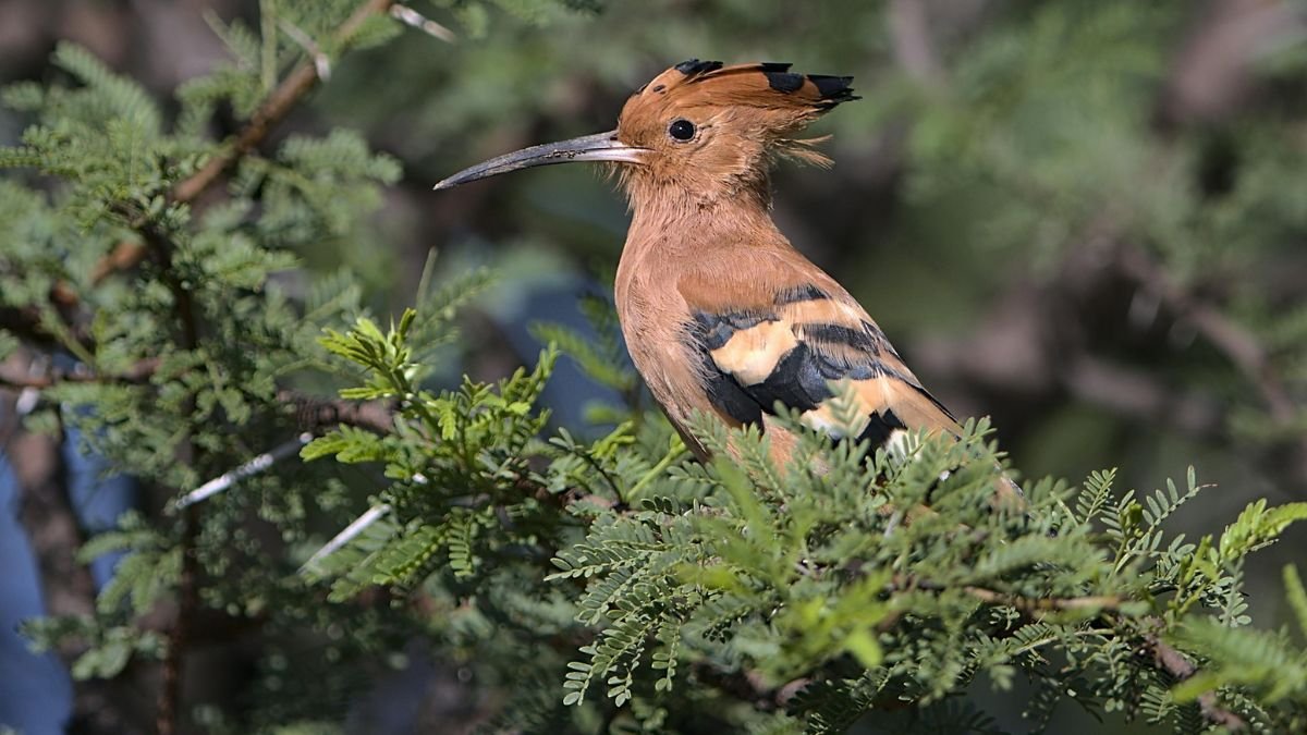 African hoopoe perched in its natural habitat during early bird activity