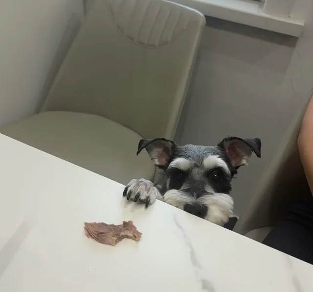 tiny schnauzer peeking over a table, eyes locked intensely on a lone piece of meat