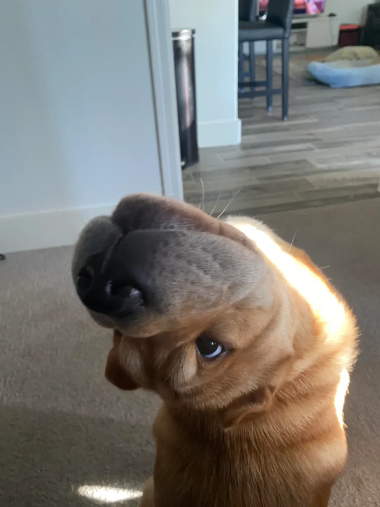 wrinkly dog with extreme head tilt creating a hilarious distorted face that looks like an upside-down illusion